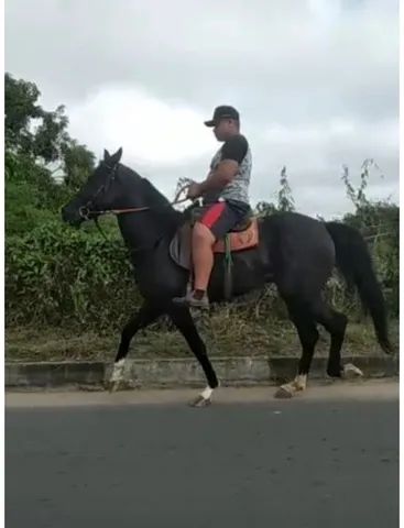 Cavalo preto