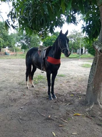 Égua Quarto De Milha R$ 10.000,00