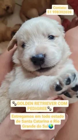 GOLDEN RETRIEVER COM PEDIGREE