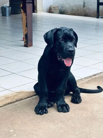 Cariboo Cane Corso