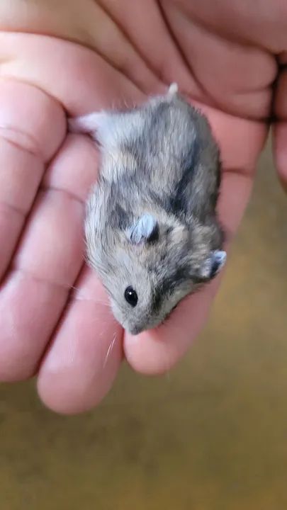 Hamster anão russo filhotes  - Foto 6