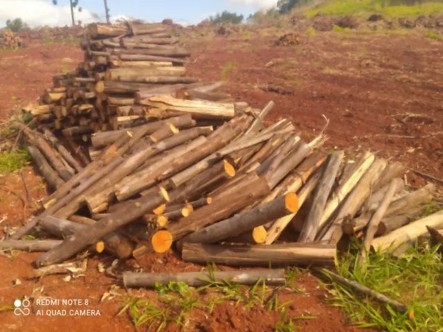 Lenhas secas eucalipto  - Foto 2