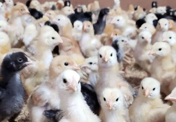 Pintinho alta genética de crescimento  - Foto 4