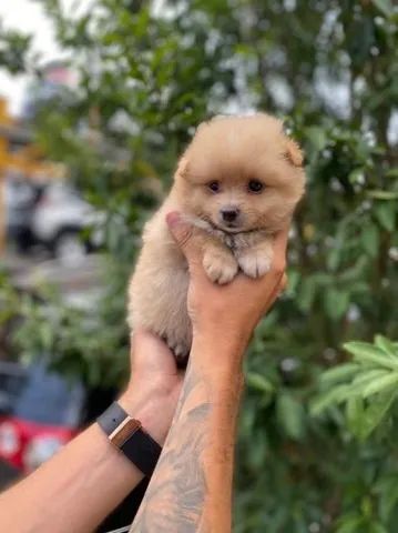 spitz alemão, fofos, espertos e meigos  - Foto 3