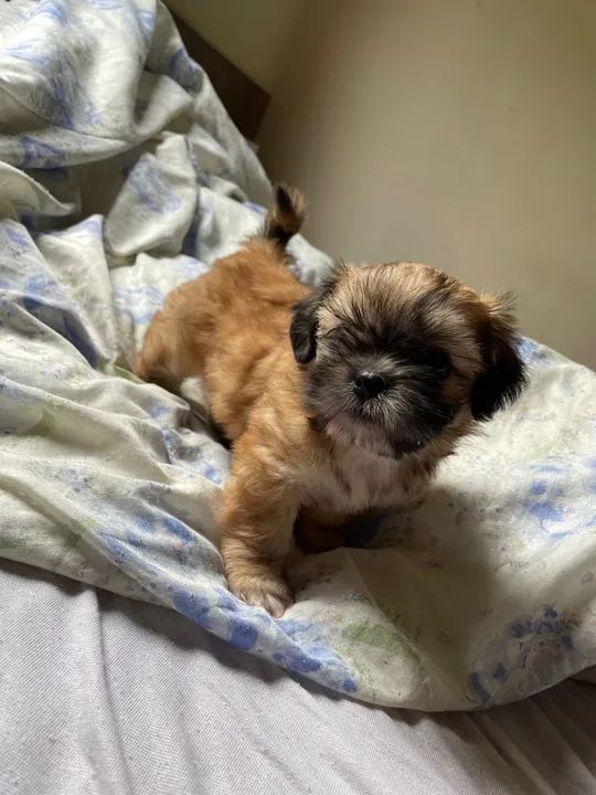 Filhote Shih Tzu - Foto 5