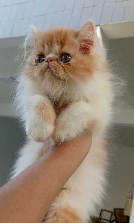 Gatinho Persa disponível  - Foto 4