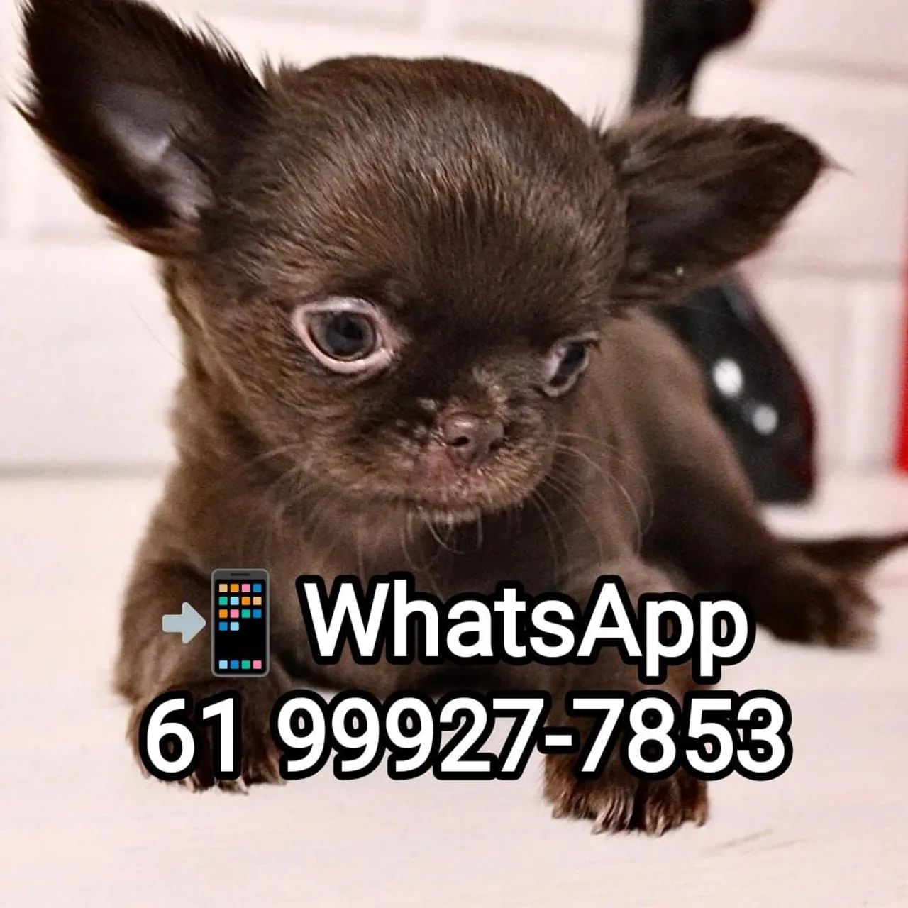 Chihuahua Micro - Já Vacinados, comendo ração - Cachorros e acessórios -  Ribeira, Natal 1319968630 | OLX