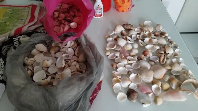 Conchas simples do mar em quantidade - Foto 5