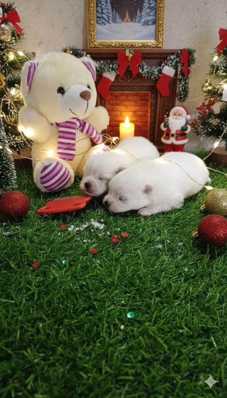 Lindos SPITZ ALEMÃO  - Foto 2