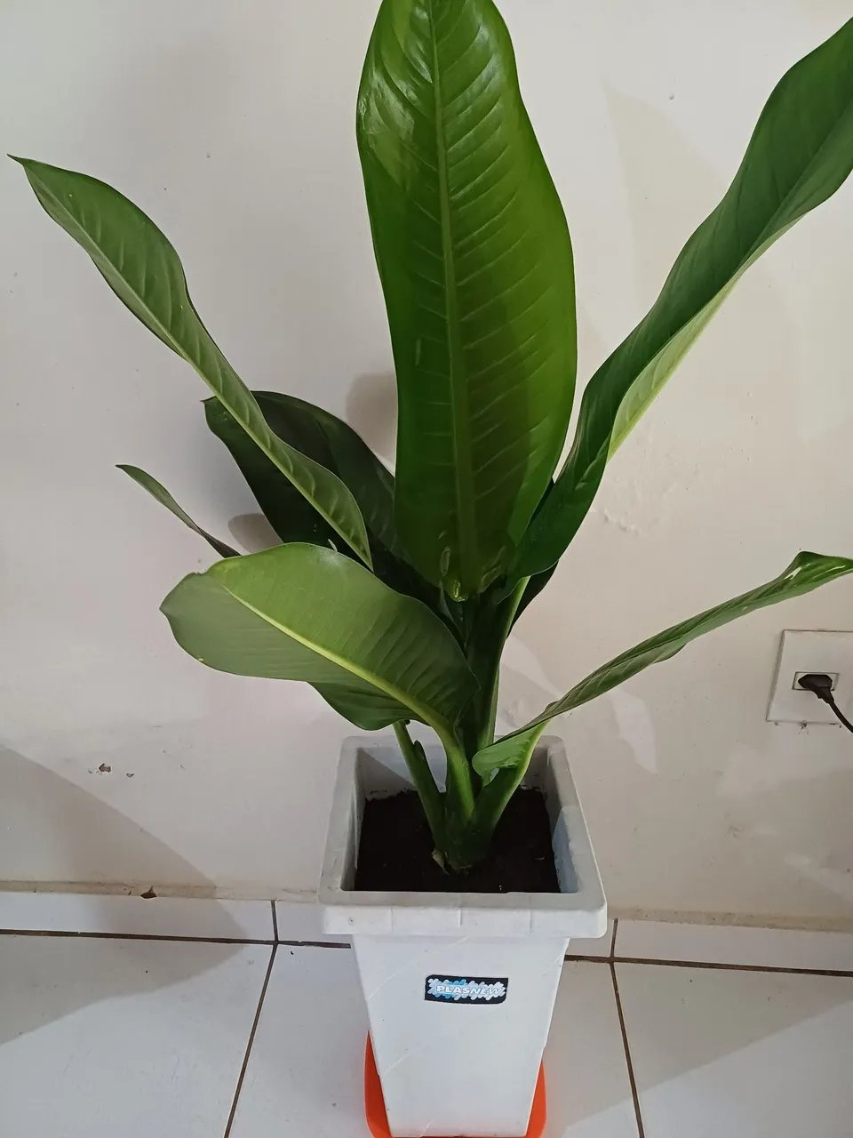 Planta exuberante para sua casa