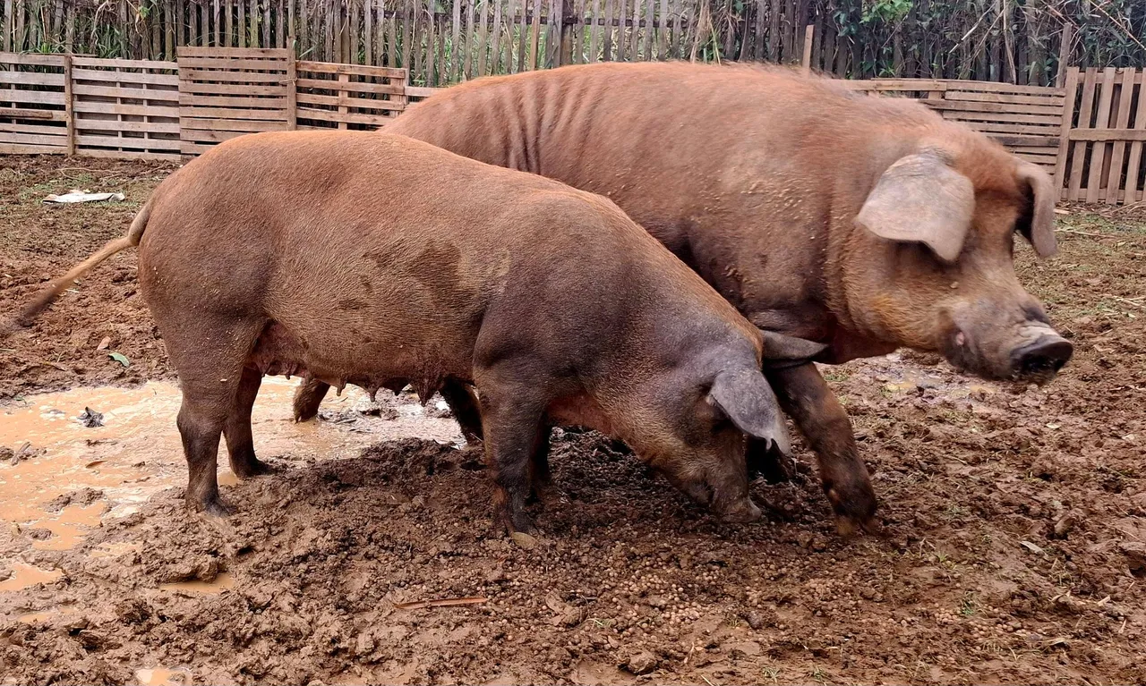 Casal Duroc puros R$7000