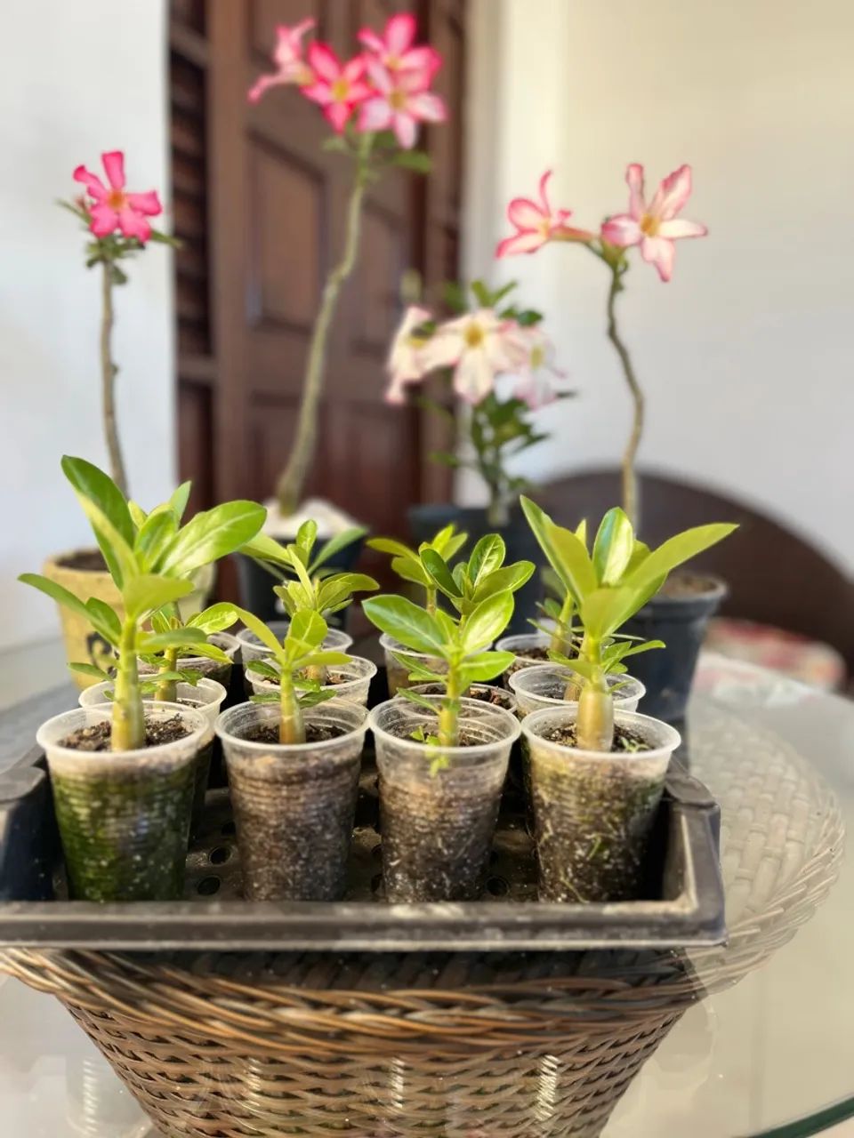 Combo com 12 mudinhas de Rosas do Deserto  - Foto 4