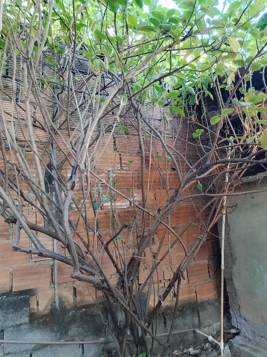 Compostagem de codorna. - Foto 4