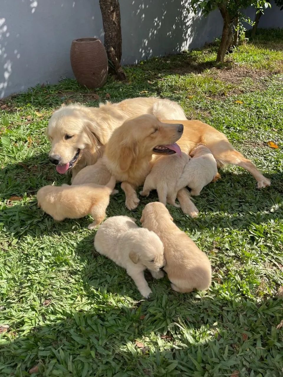 Golden Retriever com filhotes - Foto 5