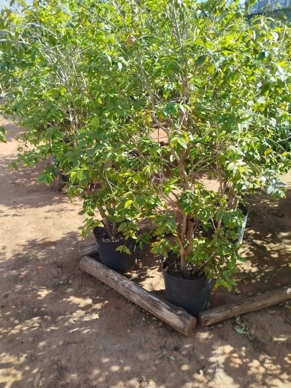 Árvore jabuticabeira em vaso - Decoração e paisagismo - Foto 4