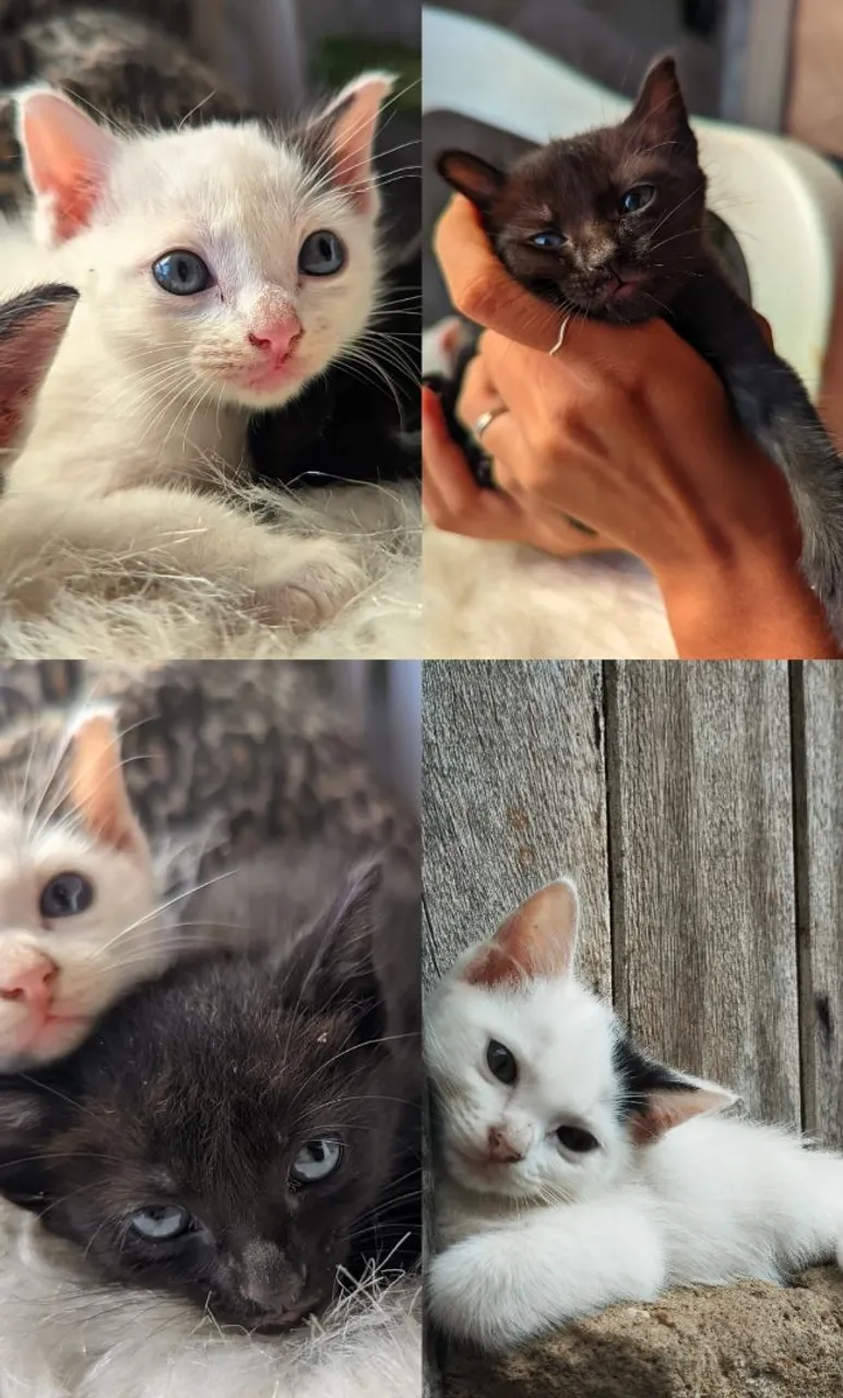 Procura-se um lar cheio de amor para adoção!