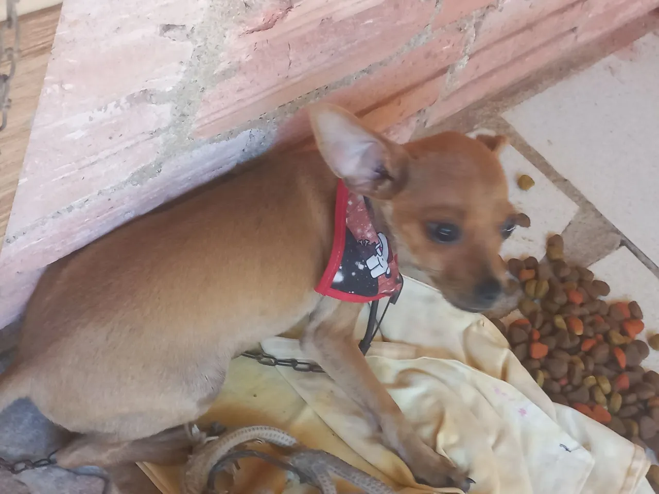 Filhote de pinscher número 01.