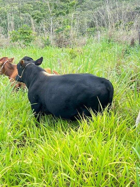 Mini boi reprodutor de 3 anos - 0,95m de altura! Pronto para cobertura! ? - Foto 5