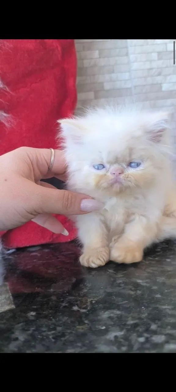 Gata Persa Himalaia Olhos azuis  - Foto 2