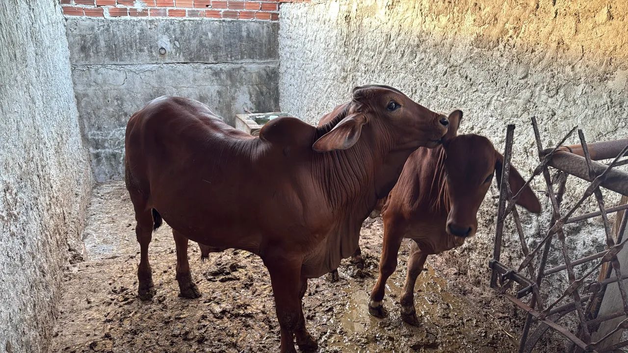 Venda  de gado Sindi Igarassu Pernambuco  - Foto 2