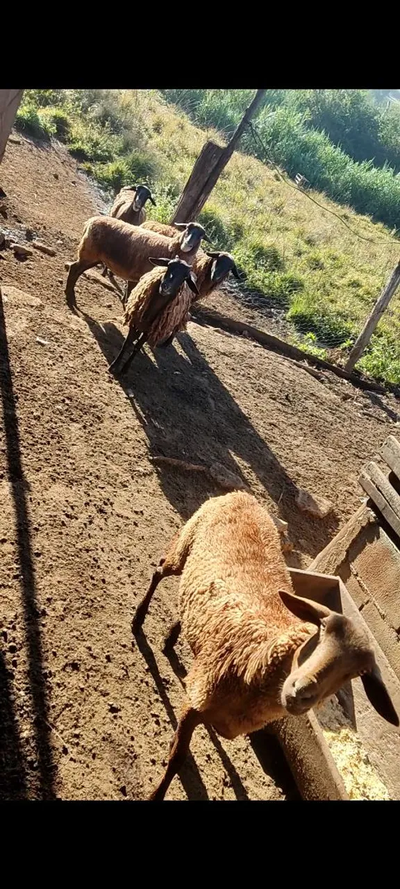 Ovelhas