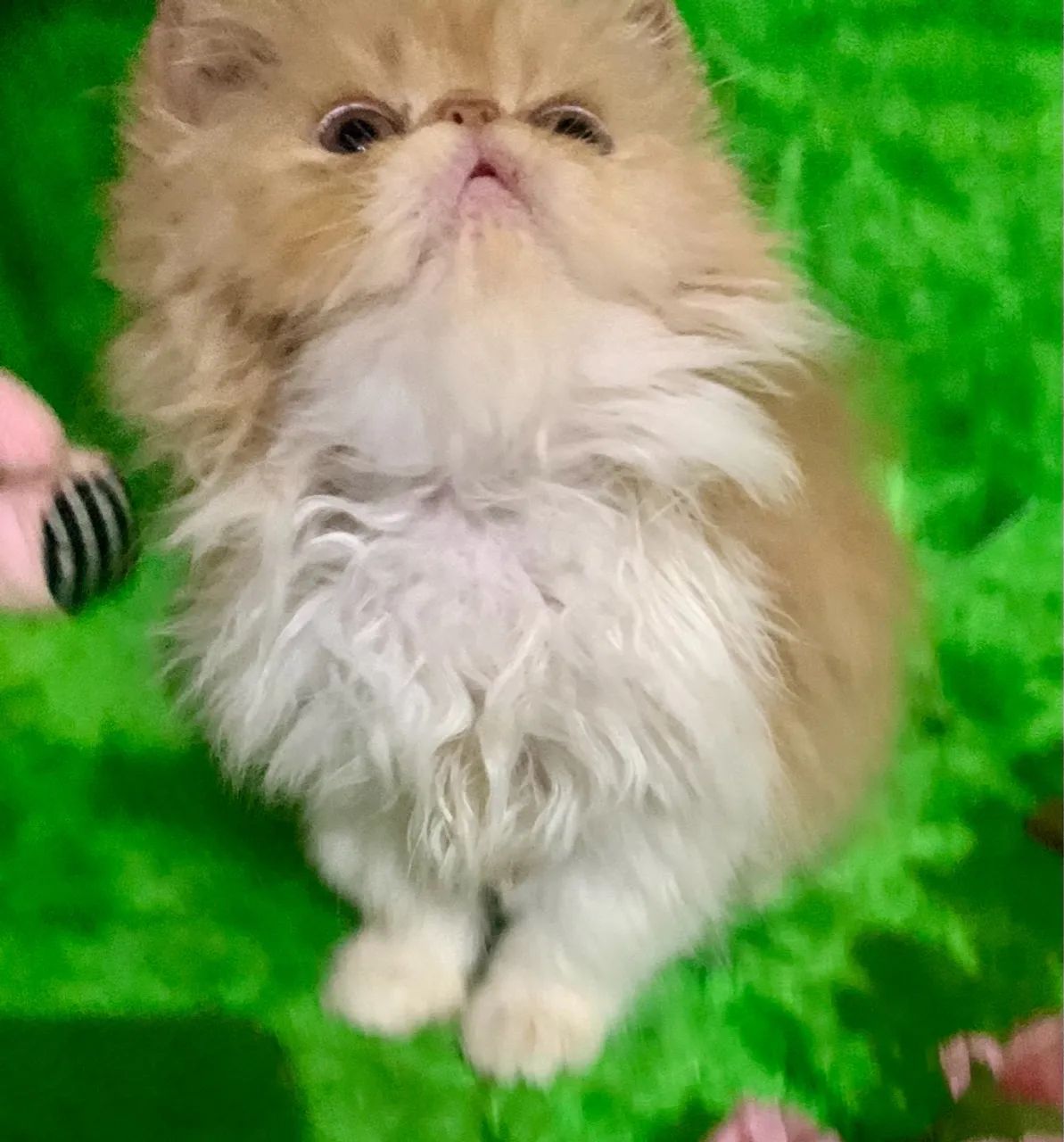 Filhote de persa fêmea bicolor padrão show  - Foto 4