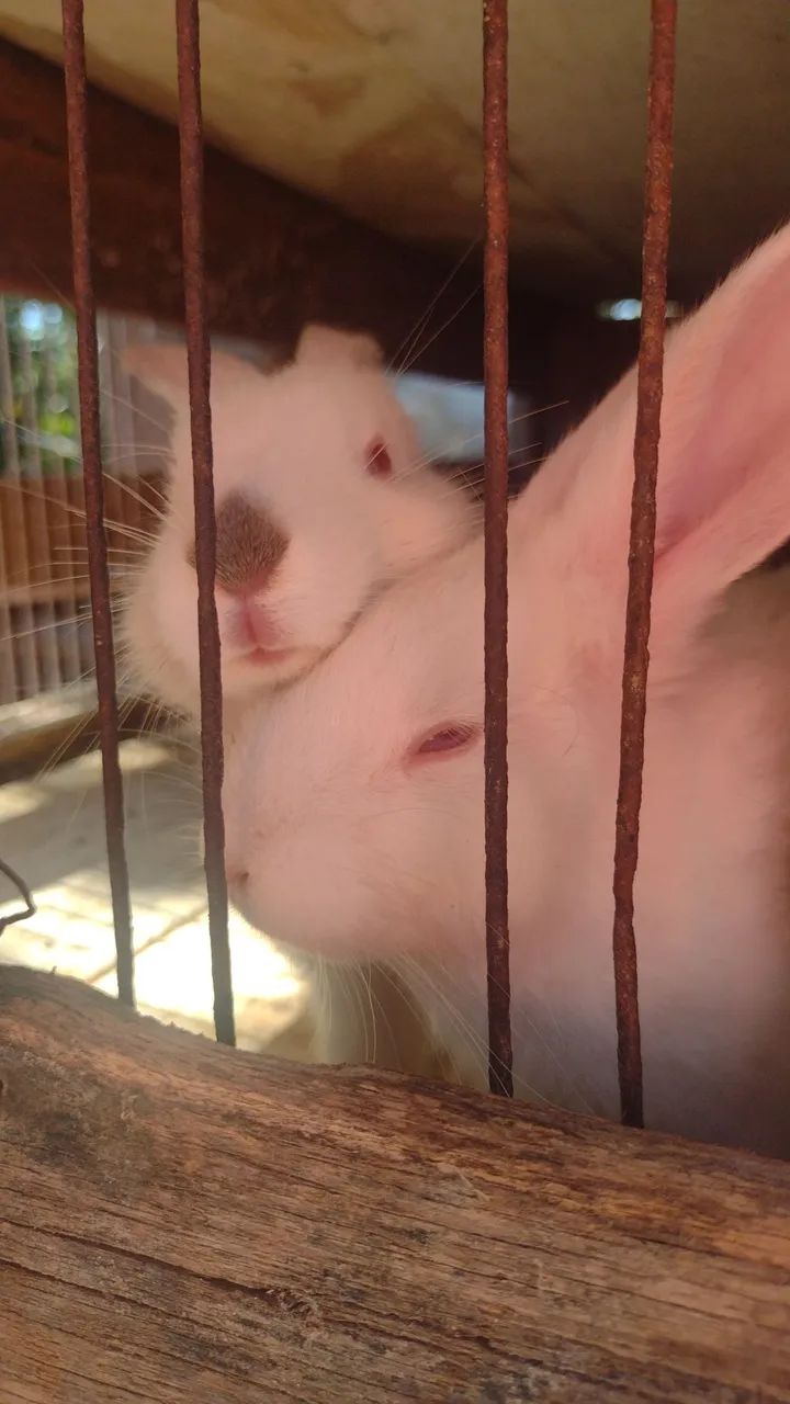 Coelhos - Foto 3