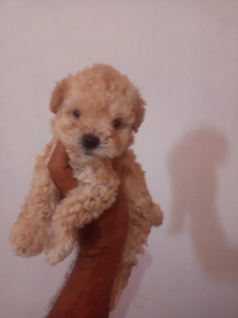 Lindo filhote de poodle toy puro de pai e mãe sou criador e garanto 