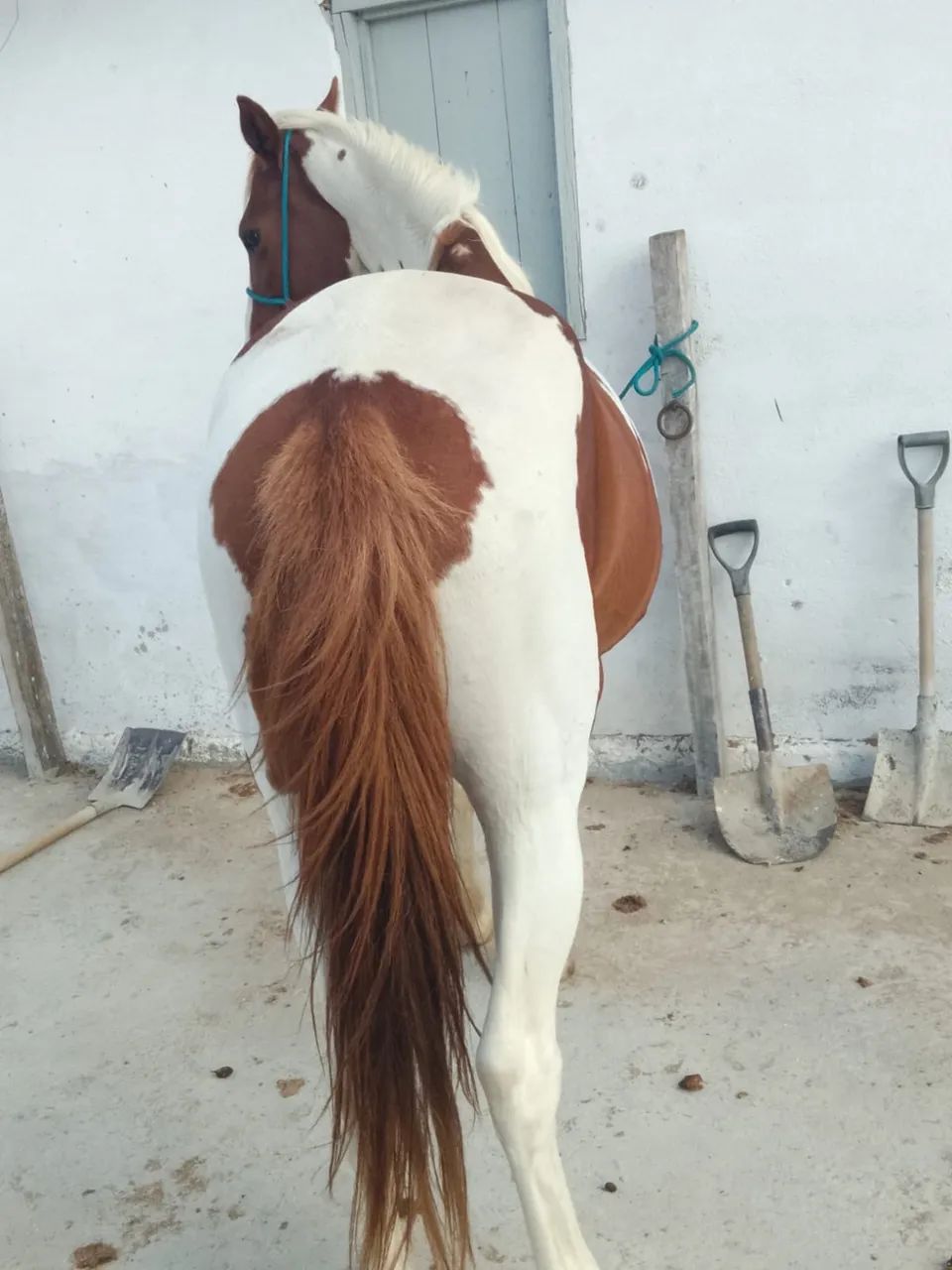 Cavalo pampo - Foto 4