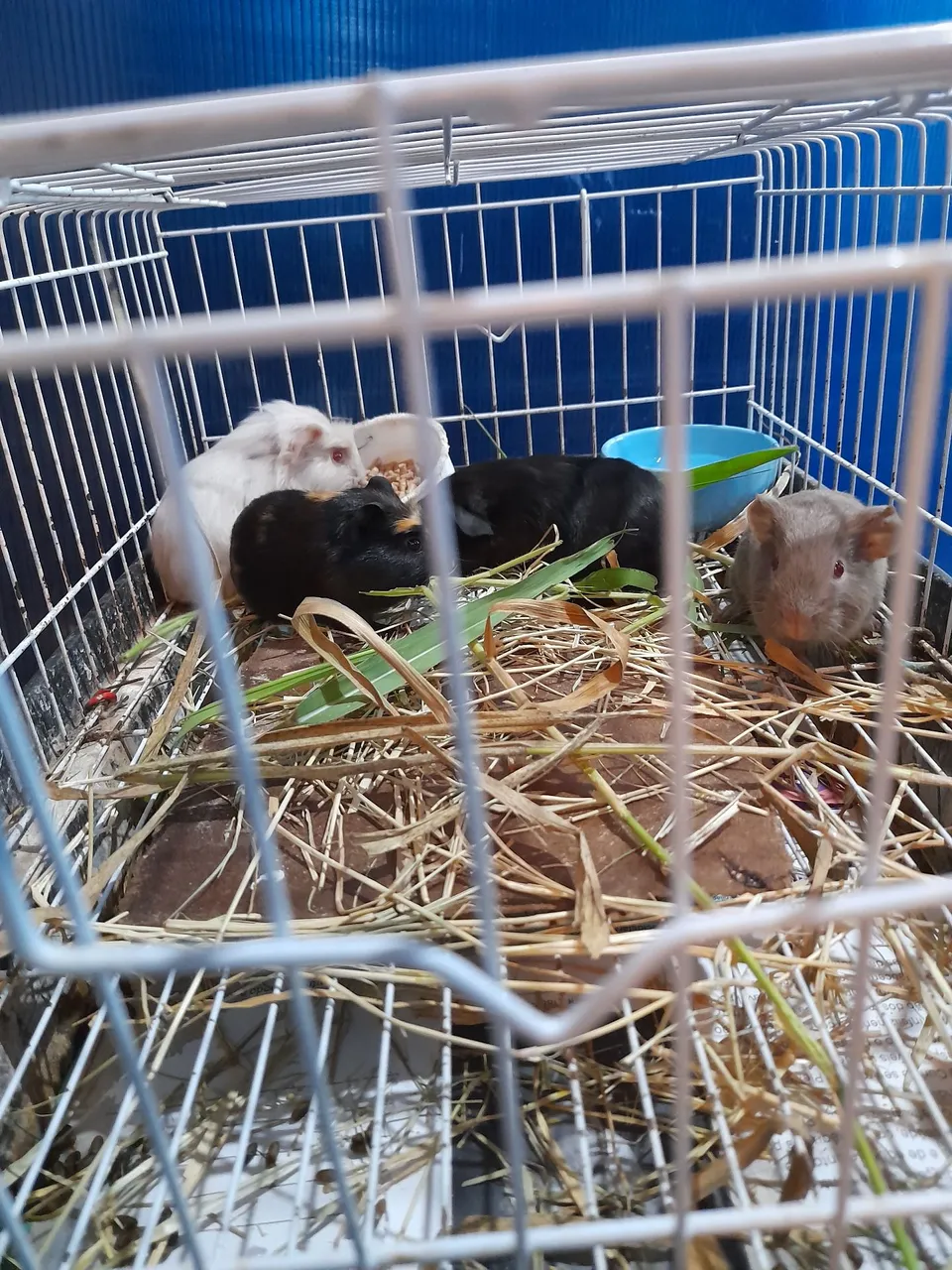 Filhotes de Porquinho da Índia - Lindos e Saudáveis!
