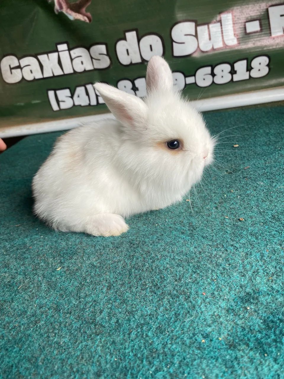 Coelhos fofinhos 64706317727106122