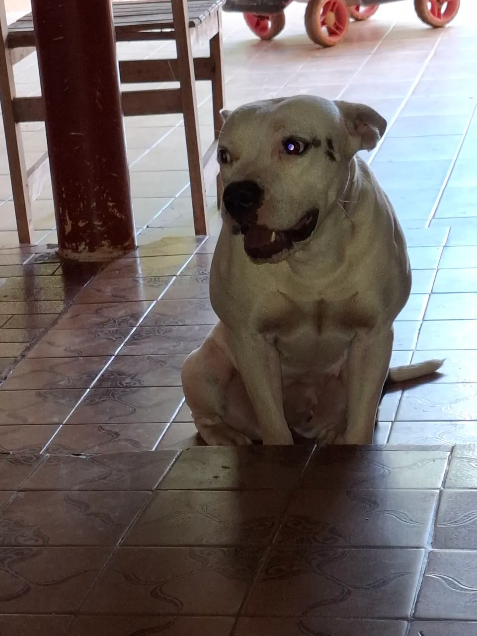 Cadela para doação