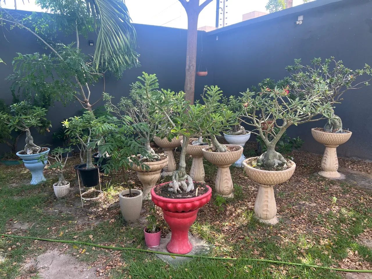 Rosas do Deserto 64315085165826122