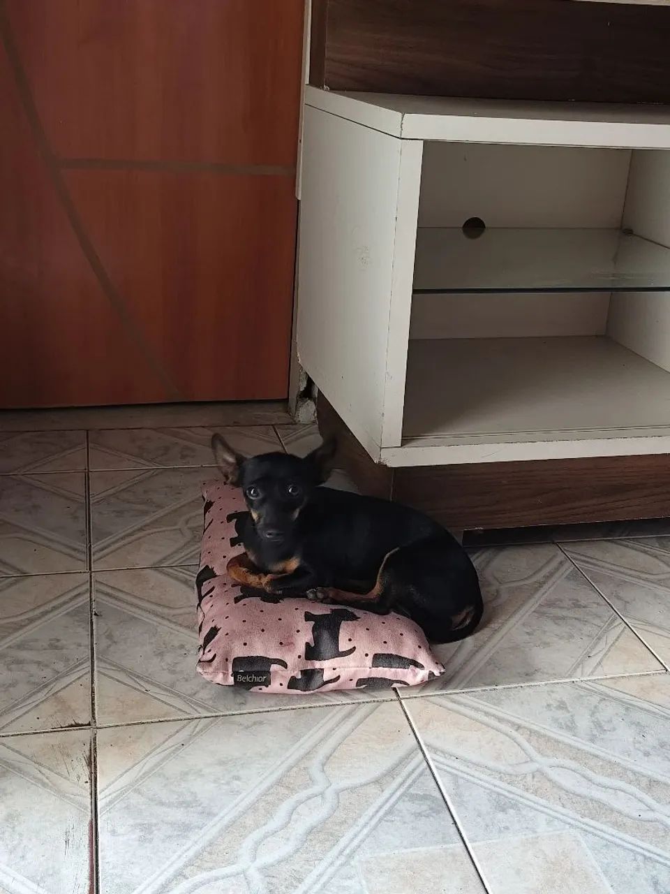 Pinscher Miniatura -fêmea - Foto 2