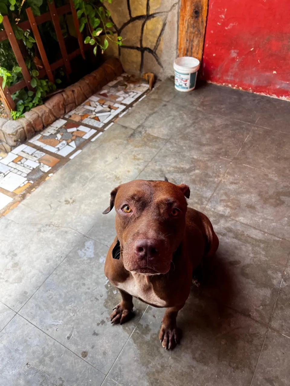 Pitbull para Adoção Responsável