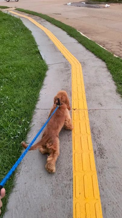 Cocker Spenial Inglês  - Foto 2