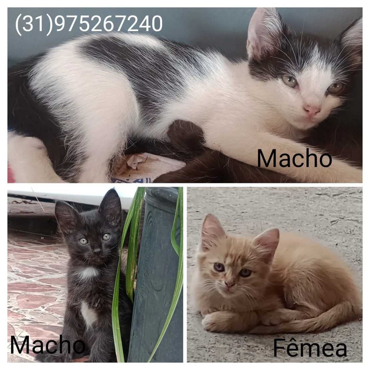 Gatinhos para adoção responsável