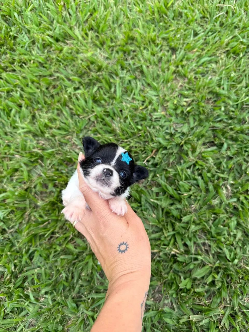 Chihuahua macho - pelo longo - o menor cão do mundo 
