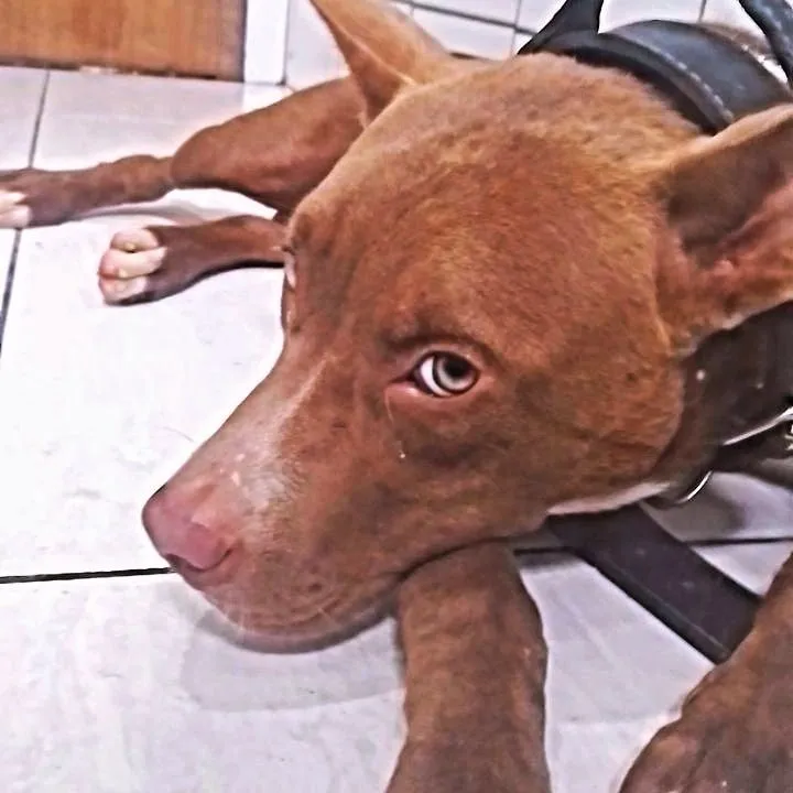 Pit Bull para cruza