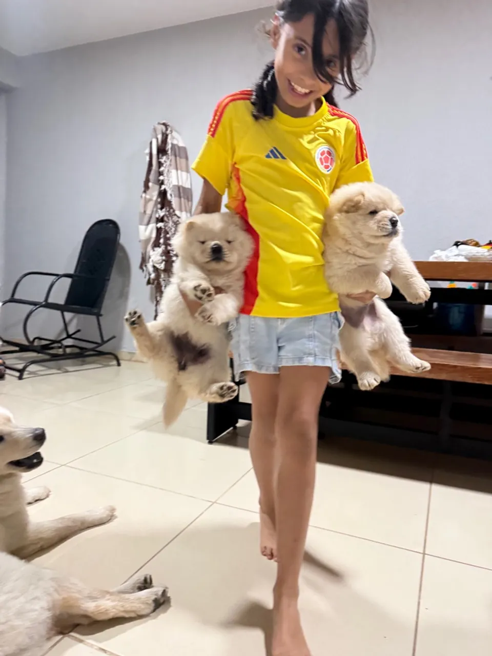 Vendo filhotes de chow-chow
