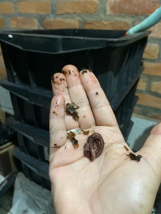 Minhocas Californianas para Compostagem - Foto 3