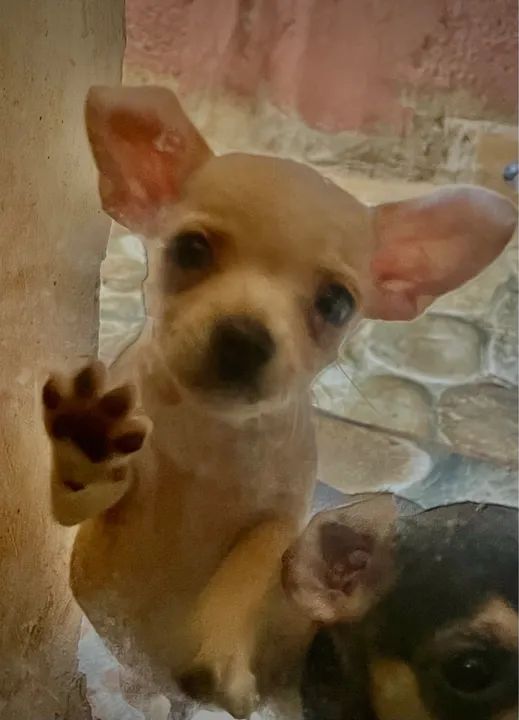 Filhote de pinche  - Foto 2