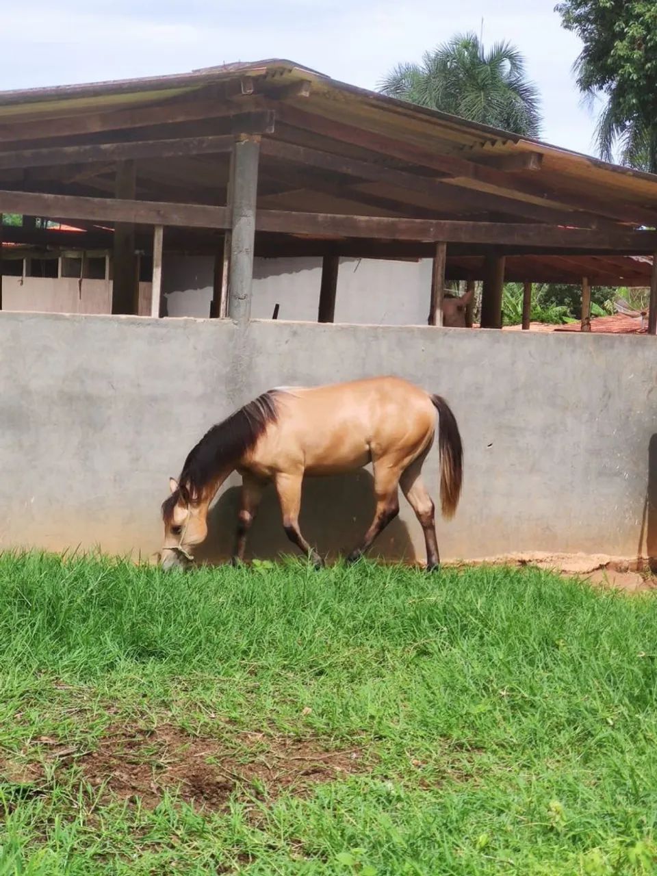 Potro baio para venda com papel muito bom 15 mil  - Foto 2