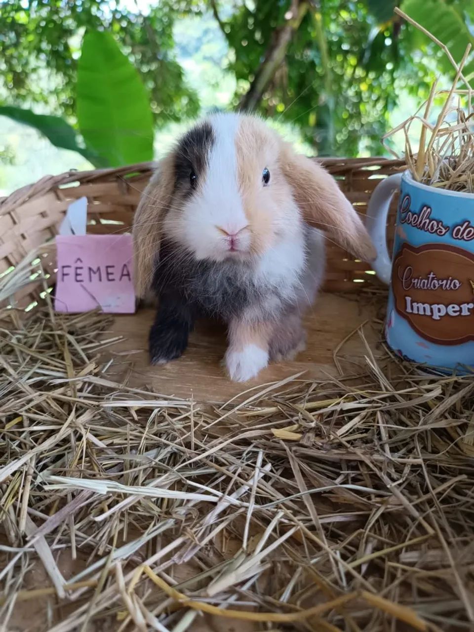 Mini Coelho - Coelho Anão - Coelho Gigante - Foto 3