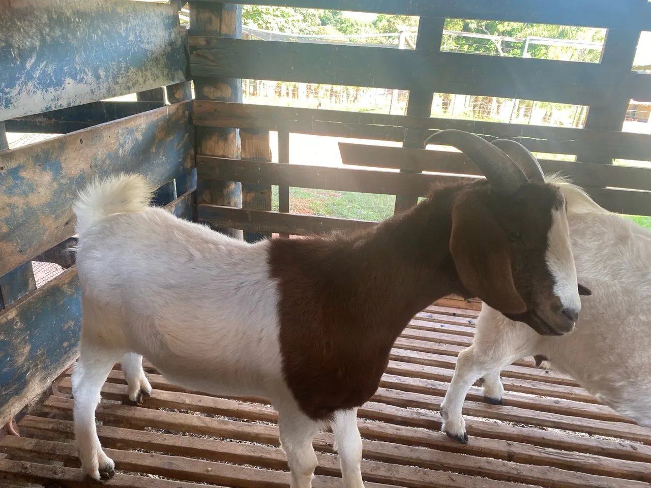Cabra da raça Boer para venda
