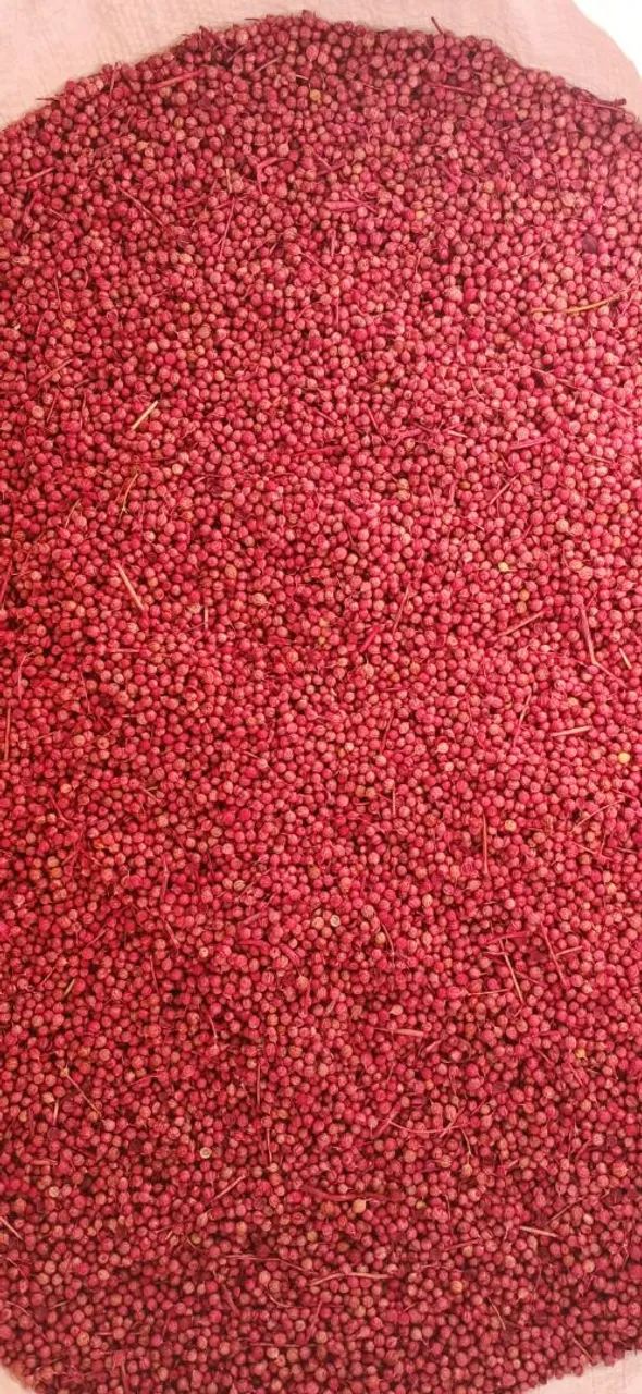 Sementes a granel / Atacado Coentro, Marcela ou Caro Santo  - Foto 4