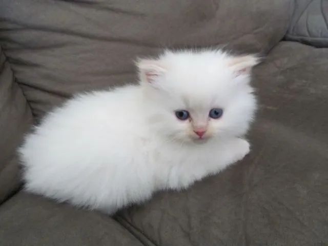 Persa Filhotes Adoráveis na Cor Branco