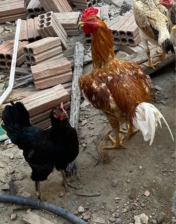 Vendo os 4  - Foto 3