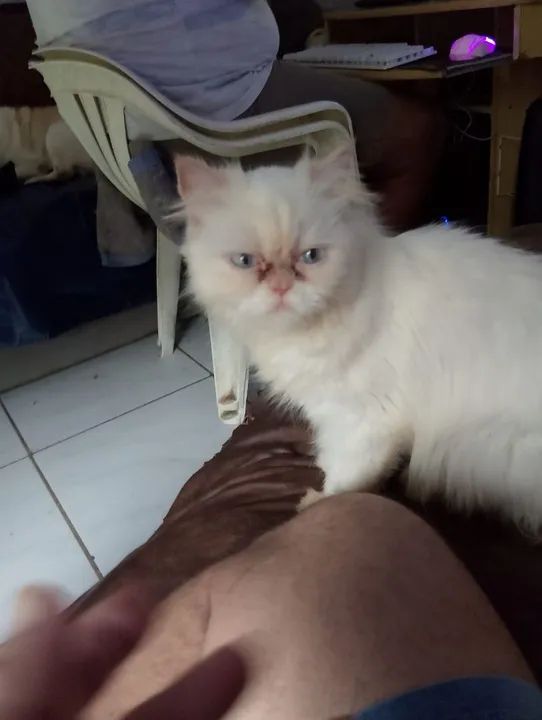 Lindo casal de gato persa - Foto 2