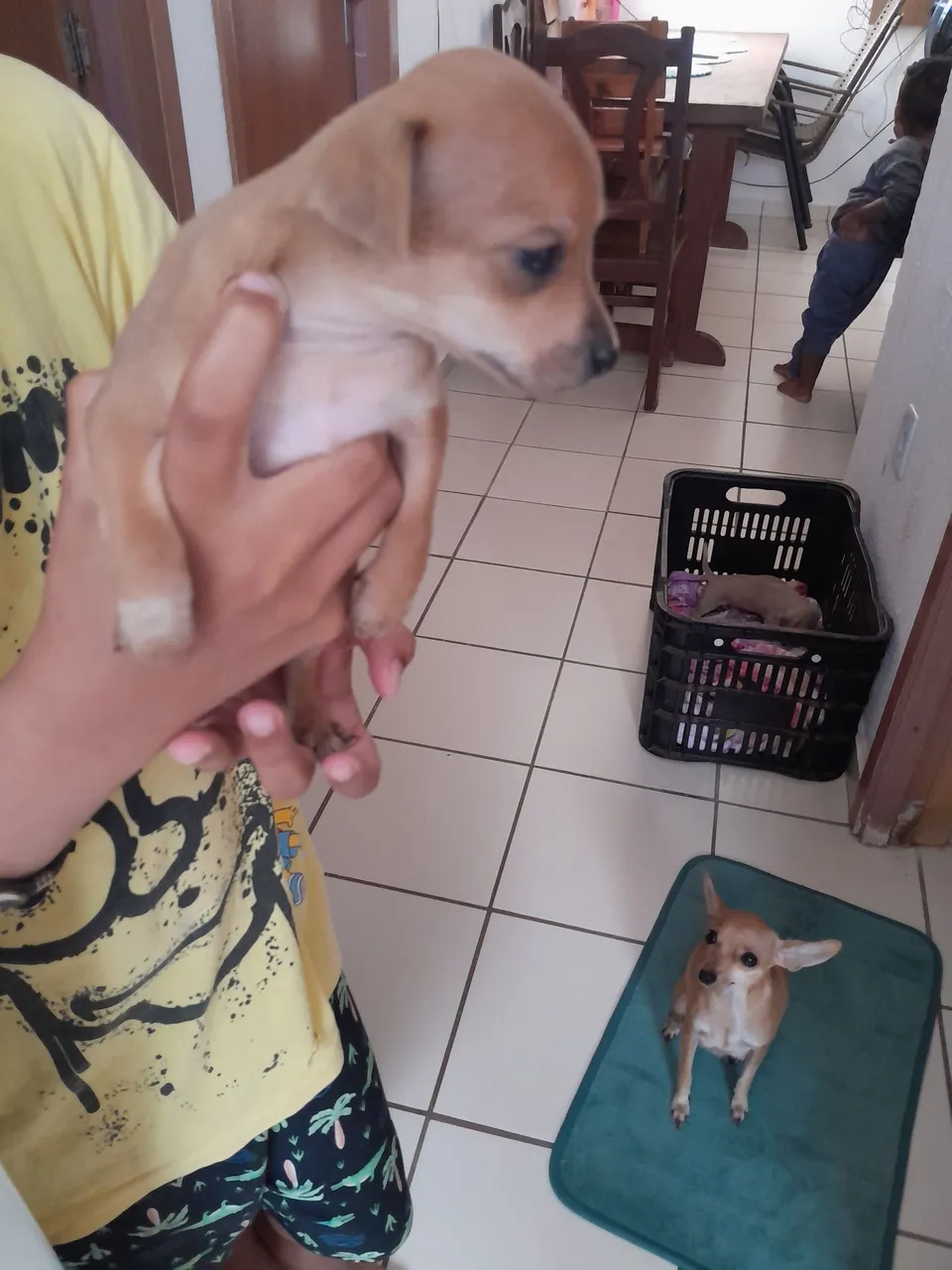 Vendo filhote de pinscher 01 femia